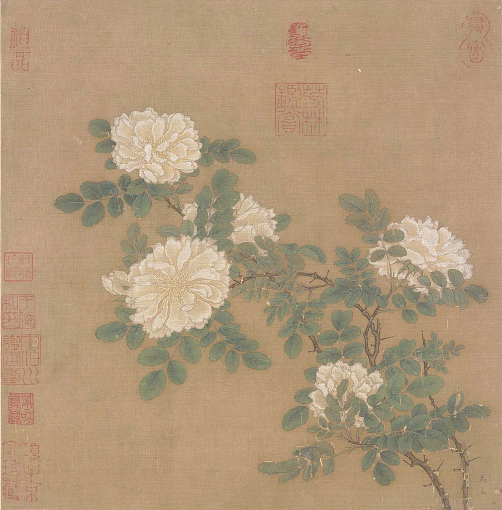White Roses - by Yuan Ma