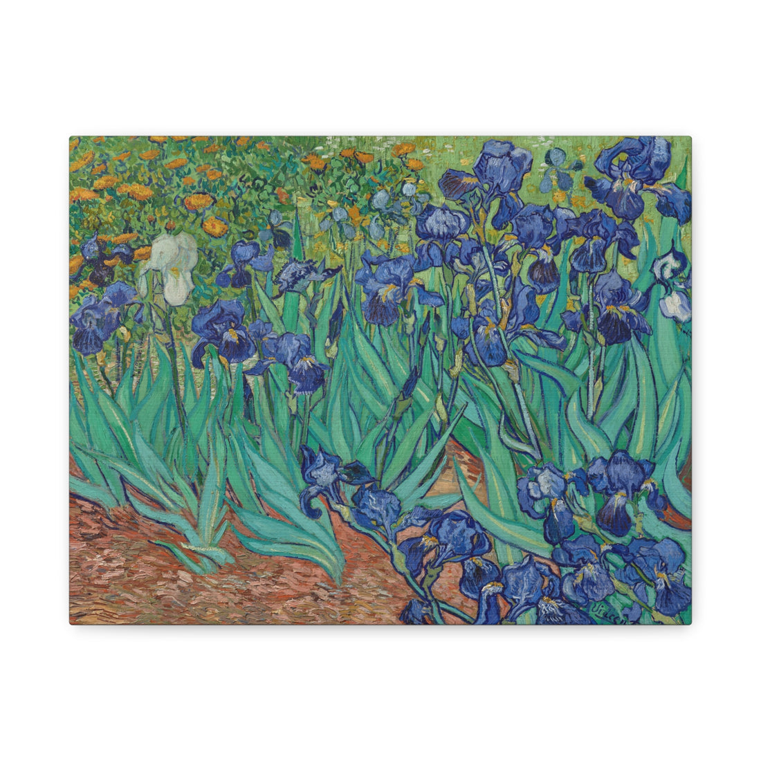 Van Gogh - Irises - Canvas Print