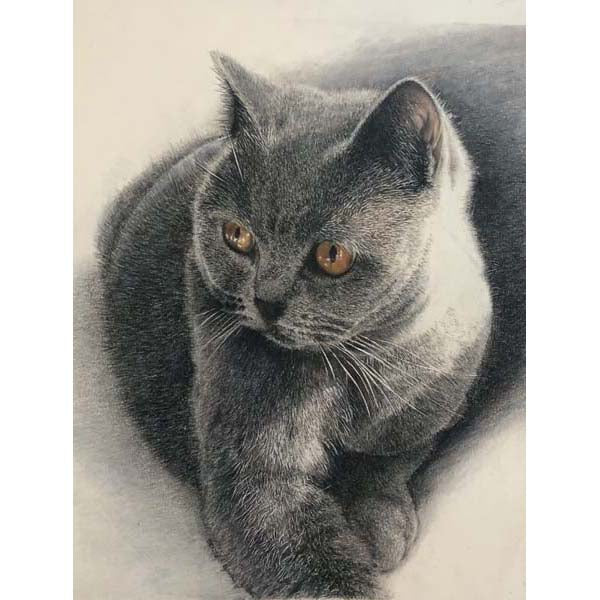 cat pencil drawing original artwork